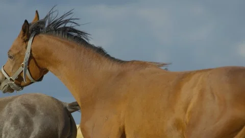 Two horses running Stock Footage 86768641
