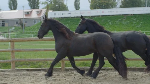 Two horses running Stock Footage 86834185