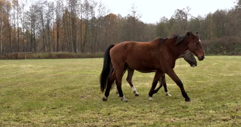 Two horses running in the pasture. Stock Footage 295787831