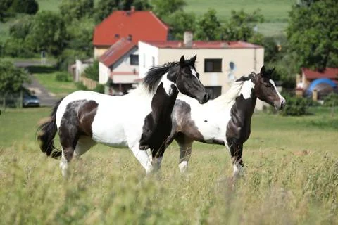 Two horses running Stock Photos