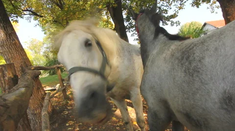 Two horses scratching Stock Footage 42611020