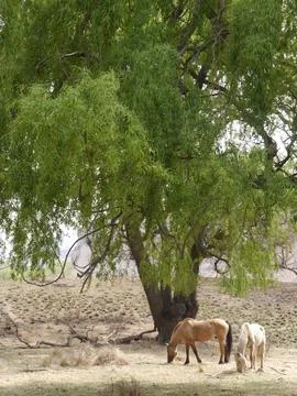 Two horses in the shade under a tree in the countryside, South Africa Stock Photos