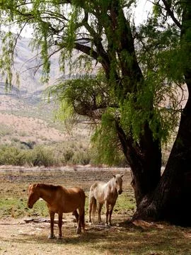 Two horses in the shade under a tree in the countryside, South Africa Stock Photos