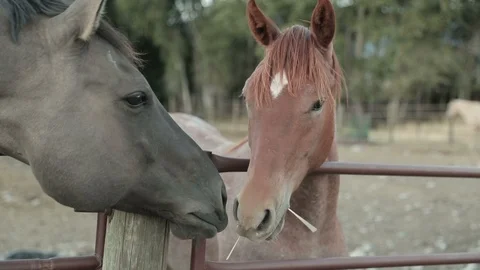 Two Horses Sharing Hay Close Up in Slow Motion Stock Footage 95814928