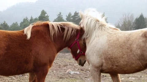 Two horses showing affection Stock Footage