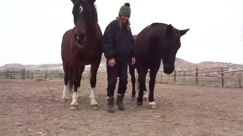Two horses showing off their trick of bowing with me Stock Footage 201974210