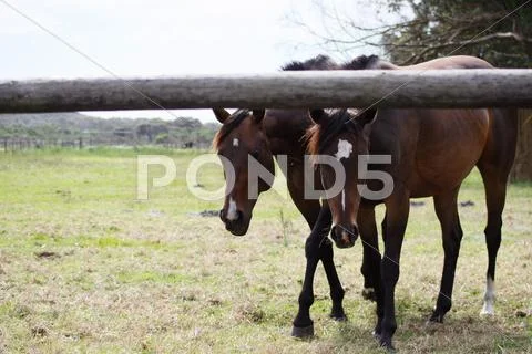 Two horses side by side Stock Photos