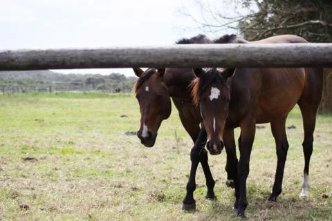 Two horses side by side Stock Photos