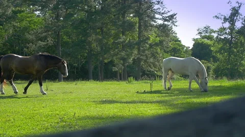 Two Horses Slow Motion grazing together Stock Footage 46101112