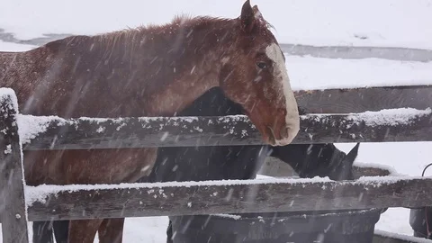 Two Horses in Snow  Stock Footage 71151300