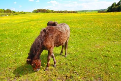 Two horses in the spring meadow Stock Photos