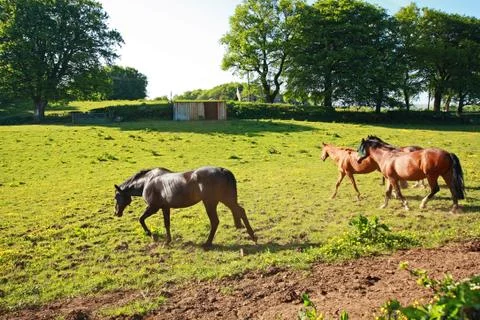 Two horses in the spring meadow Stock Photos