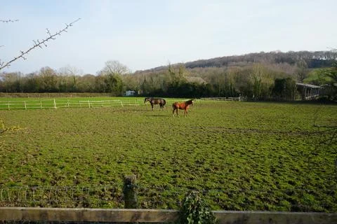 Two Horses In A Spring Paddock, Barlow, North East Derbyshire, England. Stock Photos