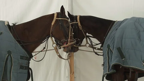 Two horses in a stable breathing in cold air with winter thermals 스톡 동영상 102067217