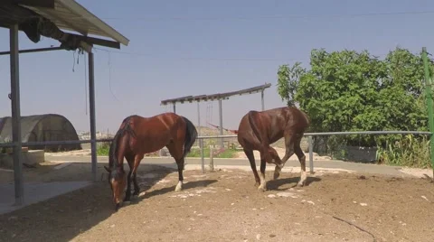 Two horses in stable Stock Footage 50301170