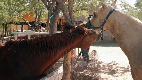 Two horses in stable 스톡 동영상 81733172