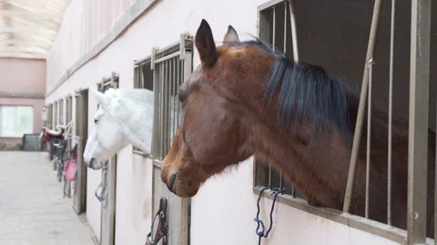 Two horses in the stable Stock Footage 127750480