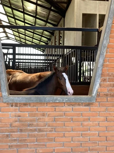Two Horses in the stable Stock Footage 326927703