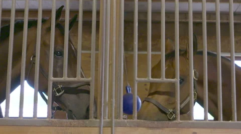 Two Horses in Stables Stock Footage 67391625