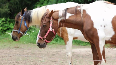 Two Horses Staggered Side By Side Stock Footage 303763371