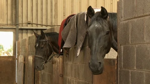 Two Horses In Stalls Video stock 115779433