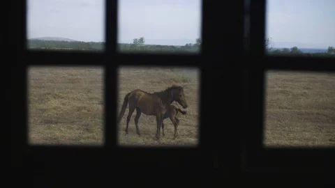 Two horses stand in a field framed by a closed window during the day Stock Footage 95614083