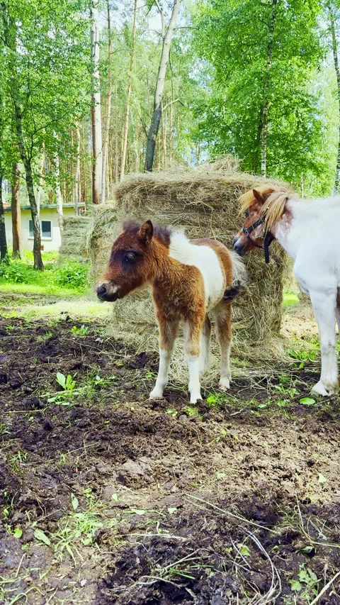 Two horses stand near a haystack in a green forest clearing on a sunny day as a Stock Footage 340879256