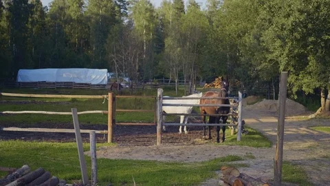Two horses stand in the open air stable in the evening Stock Footage 113323404