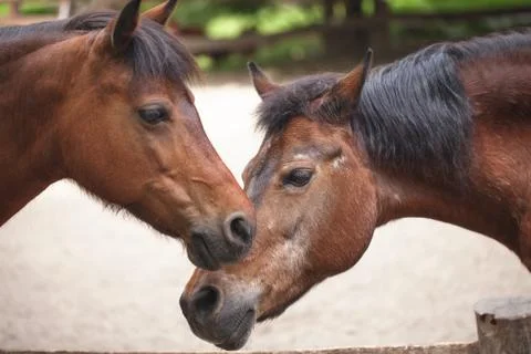 Two horses stand Stock Photos