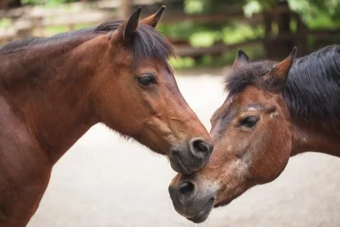 Two horses stand Stock Photos