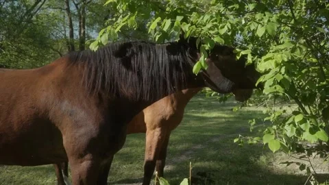 Two horses stand side by side, munching on leaves from tree branches. Video stock 278546797