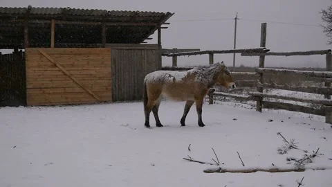 Two horses stand in the snow. One horse turns the face. Stock-Footage 99833914