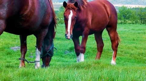 Two Horses Standing And Staring At The Camera Stock Footage 50746299