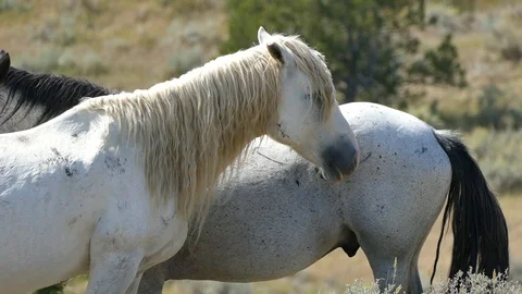 Two Horses standing next to each other in 4K Stock Footage 87050954