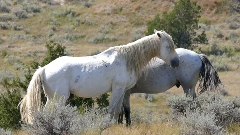 Two Horses standing next to each other in 4K 스톡 동영상 87050958