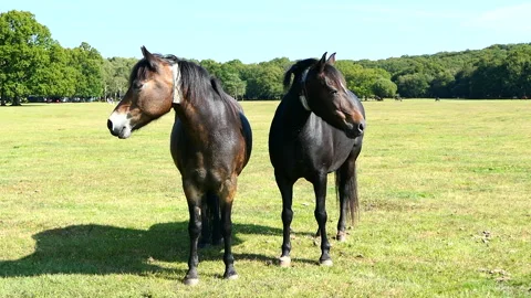 Two horses standing next to each other in a field Stock Footage 244747782