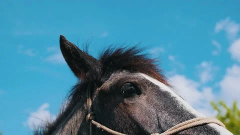 Two horses standing in the paddock Stock Footage 136032758