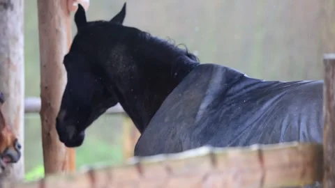 Two horses standing in the rain in a open stable Stock Footage 270943211