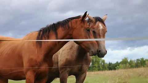Two horses standing side by side near a pasture fence while dark storm clouds Stock Photos