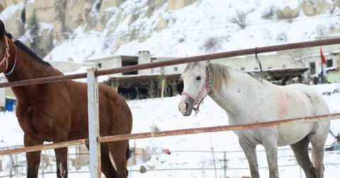 Two horses standing on snow 3 스톡 동영상 85307381