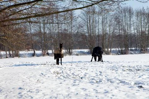 Two horses standing in snow Foto stock