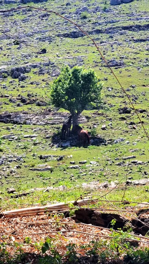 Two Horses Standing Under Green Tree Shade In Rural Mountain Landscape 動画素材 334635486
