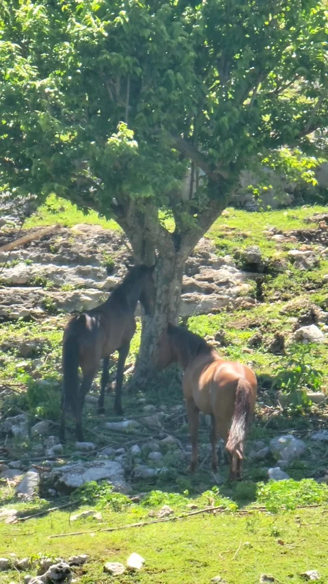 Two Horses Standing Under Green Tree Shade In Rural Mountain Landscape Vidéo 334635487