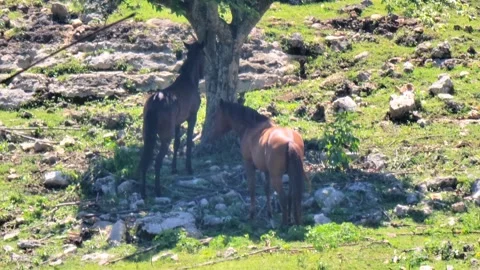 Two Horses Standing Under Green Tree Shade In Rural Mountain Landscape Vidéo 334635511