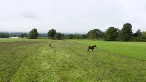 Two horses standing in a vast open pasture under a cloudy sky. Stock Footage 287115217