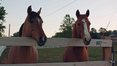 Two Horses Stands Behind A Paddock Fence Stock Footage 87428235