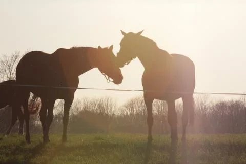 Two horses in the sun Stock Photos