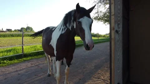 Two horses in sunlight Stock Footage 253807353
