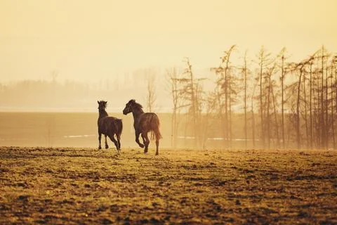 Two horses at sunset Stock-Fotos