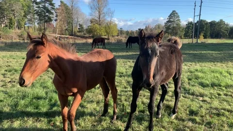 Two horses in Sweden Stock Footage 169715736